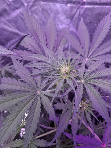 first auto grow — flower, day 42