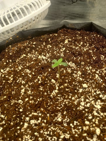 Pineapple Trainwreck  — vegetative, day 7