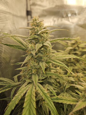 A chill grow in the small tent — flower, day 60