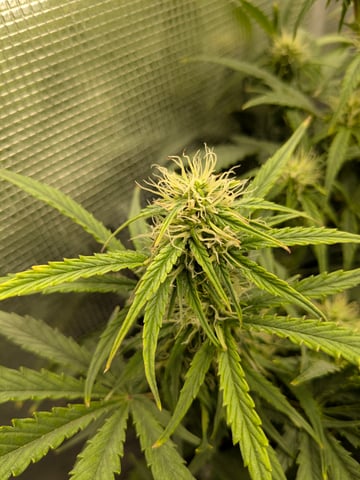 first grow — flower, day 45