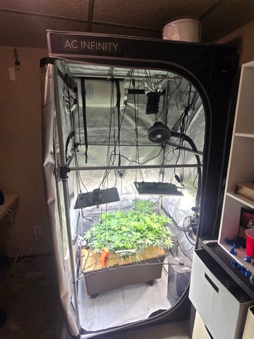 White rhino — flower, day 62