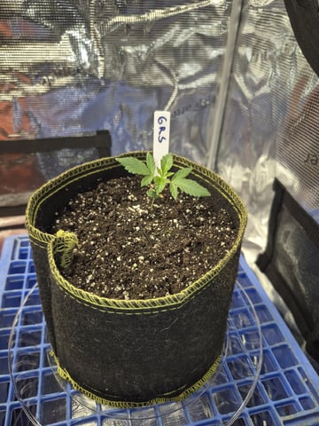 Grow 1 2026 Gelato Rainbow Sherbert  — seedling_rooting, day 2