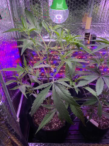 widows’ mimosa f1 — flower, day 48