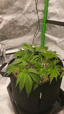 first grow — vegetative, day 37