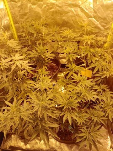 mr — vegetative, day 51