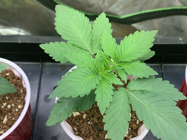 Papaya Frosting  — seedling_rooting, day 17
