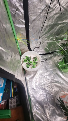 1st grow indoors(cardboard box to 2x2x4 to 5x5x6) — vegetative, day 71