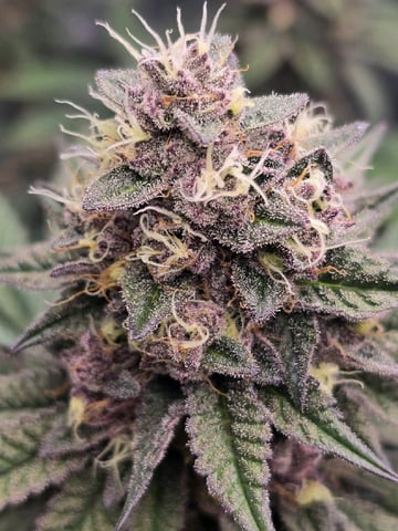 2nd grow round 2 — flower, day 93