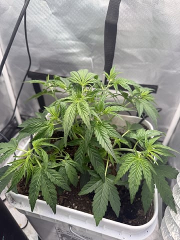 Key Lime Pie — vegetative, day 26