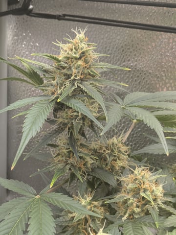 OG III — auto, day 55