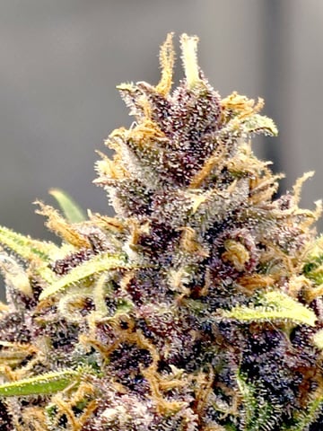 (4)autos  — flower, day 69