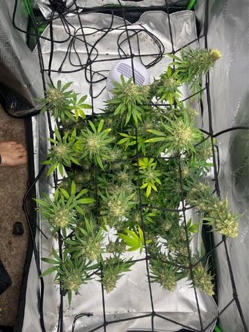 Blue Dream Photos — flower, day 111