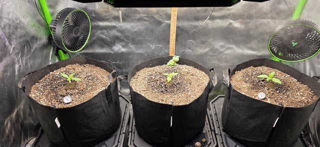 Spring Is Here... we hope... — vegetative, day 13