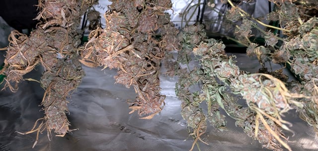 Strawberry Cheesecake Seedsman Seeds Autoflowers x2 — flower, day 113