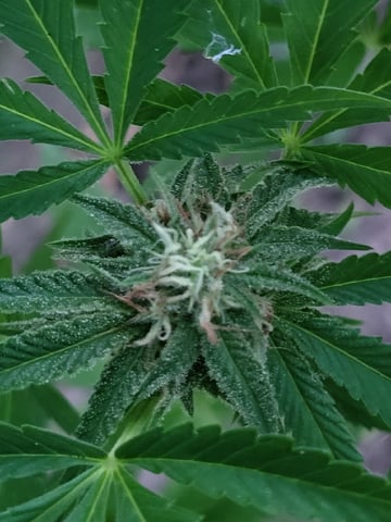 Bread — flower, day 45