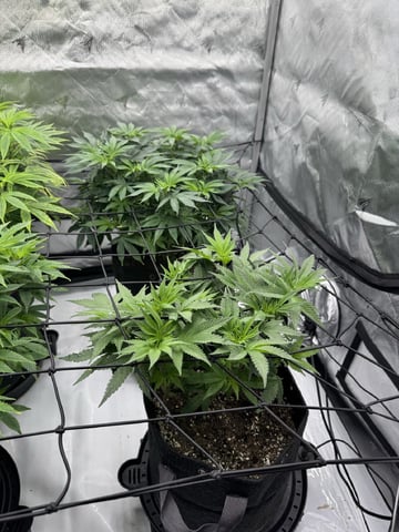 Gas Man #1 — flower, day 75