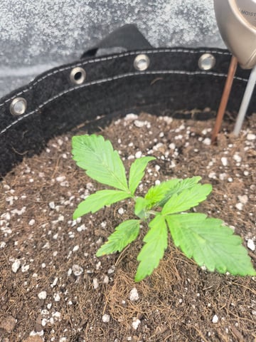 I'll get it right — seedling_rooting, day 18