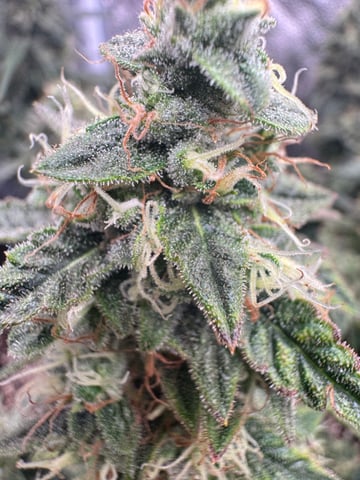 Do-si-doe — flower, day 42