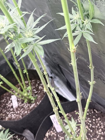 First Time Grower Long Time Blazer — flower, day 33