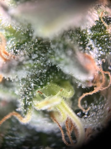 2025-26 harvest INDOOR — flower, day 131