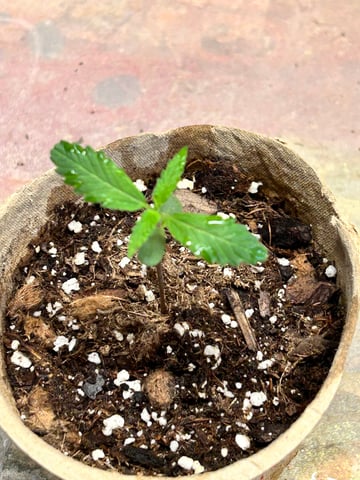 First ever grow — seedling_rooting, day 17