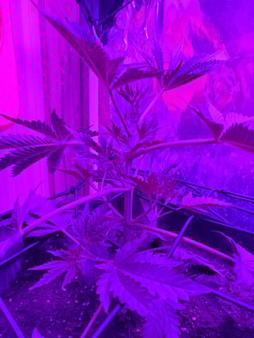 Banana Purple Punch & Rainbow Showers — vegetative, day 43