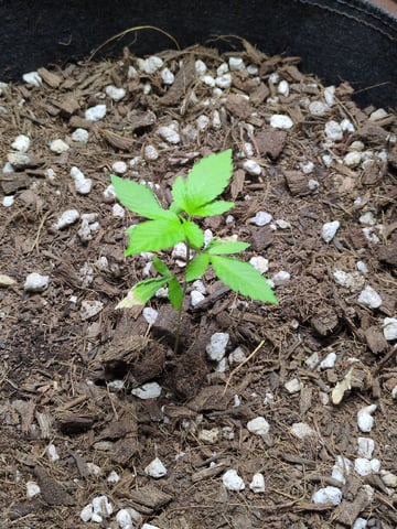 Audrey III — vegetative, day 35