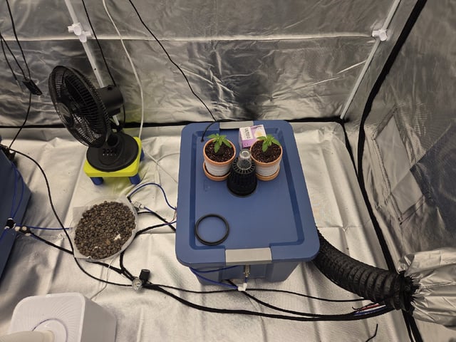 Laundry Shaman — vegetative, day 6