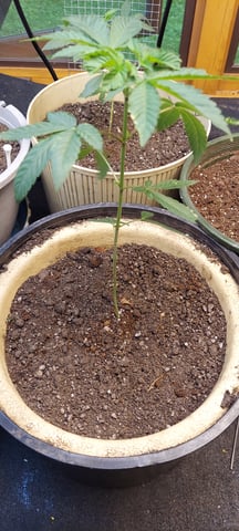 Reboot trial — vegetative, day 60