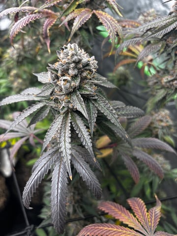 Pink Passion Fruit — flower, day 111