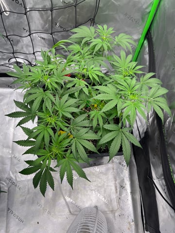 tropicana cookie purple  — flower, day 38