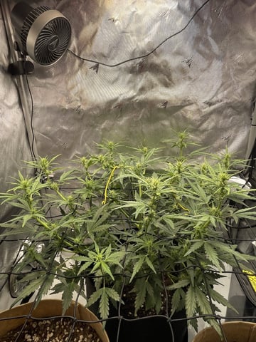 3x3 Grow — flower, day 12