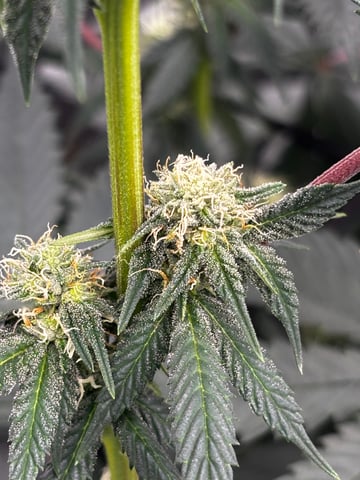 Pink Passion Fruit — flower, day 72