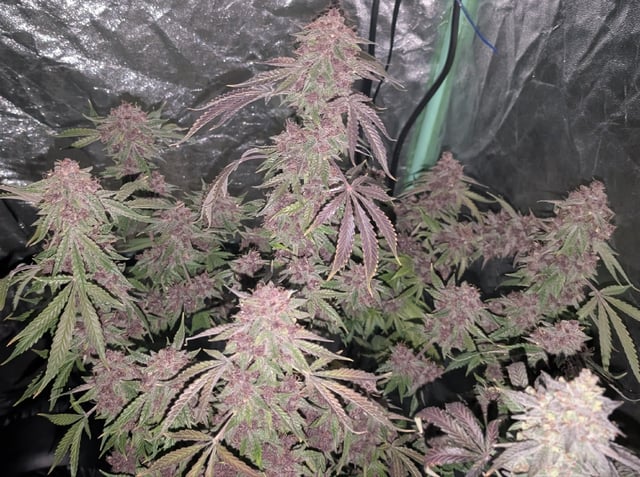 Mixed Grow — flower, day 119