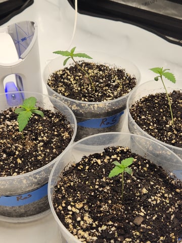 Rings of Saturn & Ghostboosters - Apollo Haze Artisanal Line — seedling_rooting, day 10