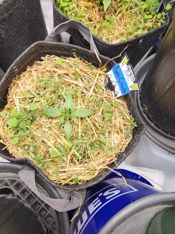 Mephisto Apple Crush and Pop tart OG in Nature's Living Soil.  — seedling_rooting, day 14