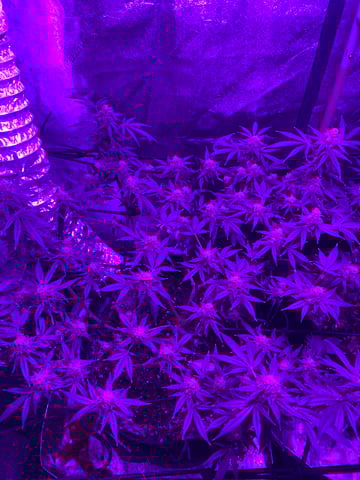 Amnesia Haze (First Ever Grow) — flower, day 118