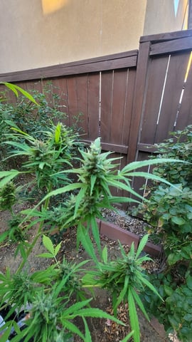 Poison Rainbows — flower, day 145