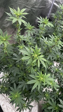 White Runtz (Barney’s Farm) — flower, day 96