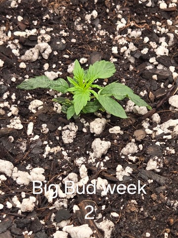 1st grow — seedling_rooting, day 1