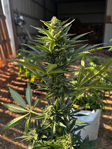 Autoflowers — flower, day 49