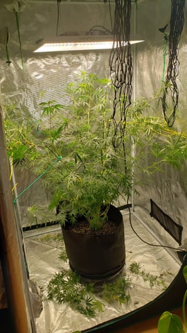Big Momma Blue Dream  — vegetative, day 1