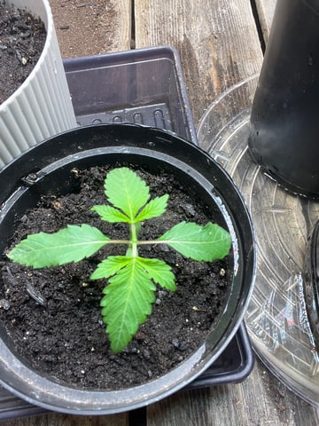 white 🕷️  — vegetative, day 15