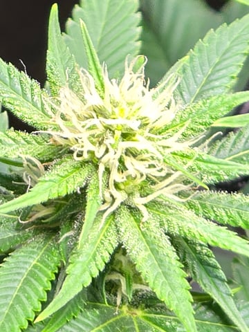 Purple Haze  — flower, day 74