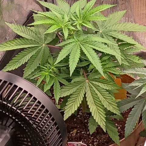TentPlantLightFan — vegetative, day 51