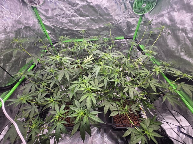 Funk Mountain 2 — flower, day 27