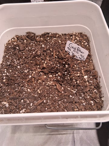  god father og feminzed — grow_setup, day 10