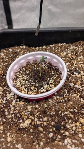 Lemon Cherry Gelato Auto — seedling_rooting, day 5
