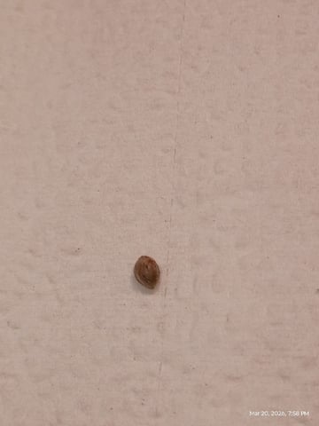 Georgia Pie Female Photo — vegetative, day 28