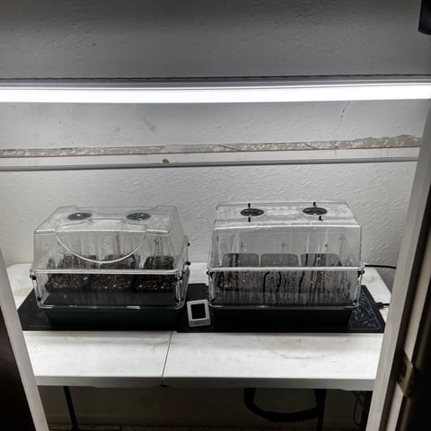 PKB remix/PotG — seedling_rooting, day 9